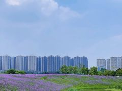 -洋湖国家湿地公园