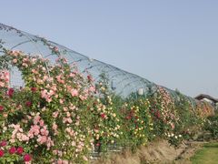 -嘉北郊野公园