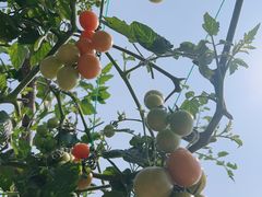 -光明小镇欢乐田园