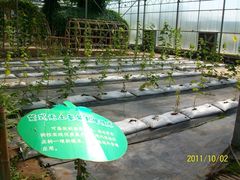 北京观光南瓜园&nbsp;(43)-观光南瓜园