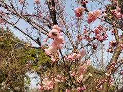 -苏州上方山国家森林公园