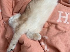 -pd派德宠物中心医院24H急重症·眼科中心·血液透析中心(嵩山北路店)