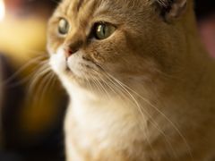 -猫小院猫主题餐厅(南锣旗舰店)