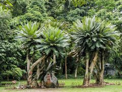 -中国科学院西双版纳热带植物园