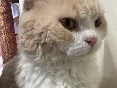 -毛绒耶耶撸宠馆·猫咖·狗咖·荷兰猪咖