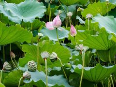 -荔湾湖公园