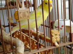 -万商花鸟市场
