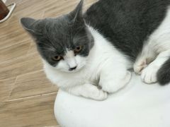 -李小姐の猫咖啡馆(五角场店)