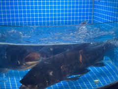 淳牌有机鱼-千岛湖小鱼儿·淳安匠心农家菜