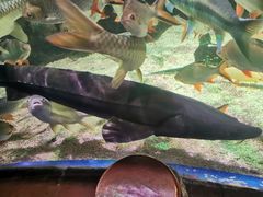 -太平洋海底世界