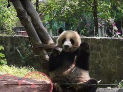 -都江堰中华大熊猫苑
