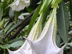 -成都市活水公园