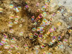 -荣德灶台鱼(圣泉寺店)