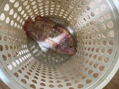 -小海豚•老字号海鲜餐厅(天涯店)