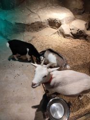 -酷嗒动物文化乐园(cutezoo西溪乐天城店)