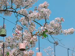-顾村公园