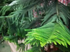 -呀路古热带植物园