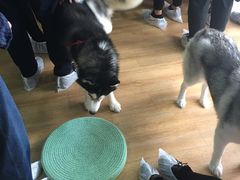-Husky Go! 哈士奇体验馆·宠物咖啡厅狗咖