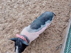 -前小桔亲子创意农场·草莓采摘·露营烧烤