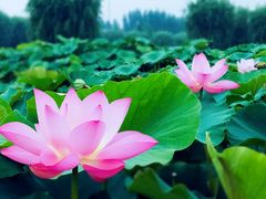-白洋淀景区