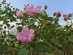 -合肥滨湖国家森林公园