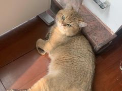 -芭比堂动物医院广州顽皮分院