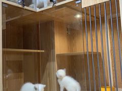 -老吴的猫·猫舍(新区店)