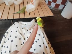 -莫多多餐厅
