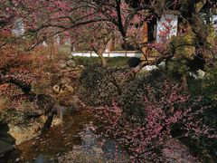 -杭州植物园