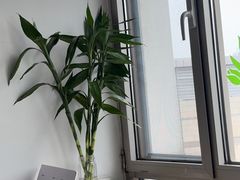 -中环花鸟鱼虫市场