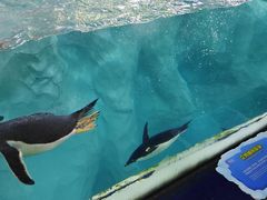 -珠海长隆海洋王国