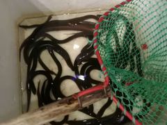 -白洋淀灶台鱼(名佳花园店)