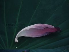 -梁鸿国家湿地公园