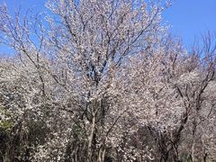 -蜀冈西峰生态公园