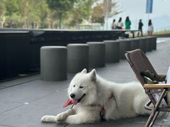 -SAANCI山池咖啡(海上世界文化艺术中心店)