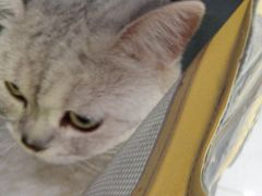 -纳吉亚猫专科动物诊疗中心(蒋宅口分院)