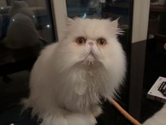 -瑞鹏瑞爱宠物医院·全科·猫科·血液透析中心(龙头寺店)