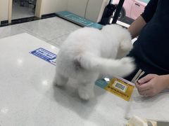 -安安宠医宠物医院·异宠·犬猫内科(岳阳分院)