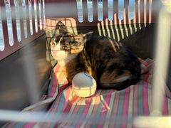 -博特宠物医院24h犬猫全科.骨科·异宠