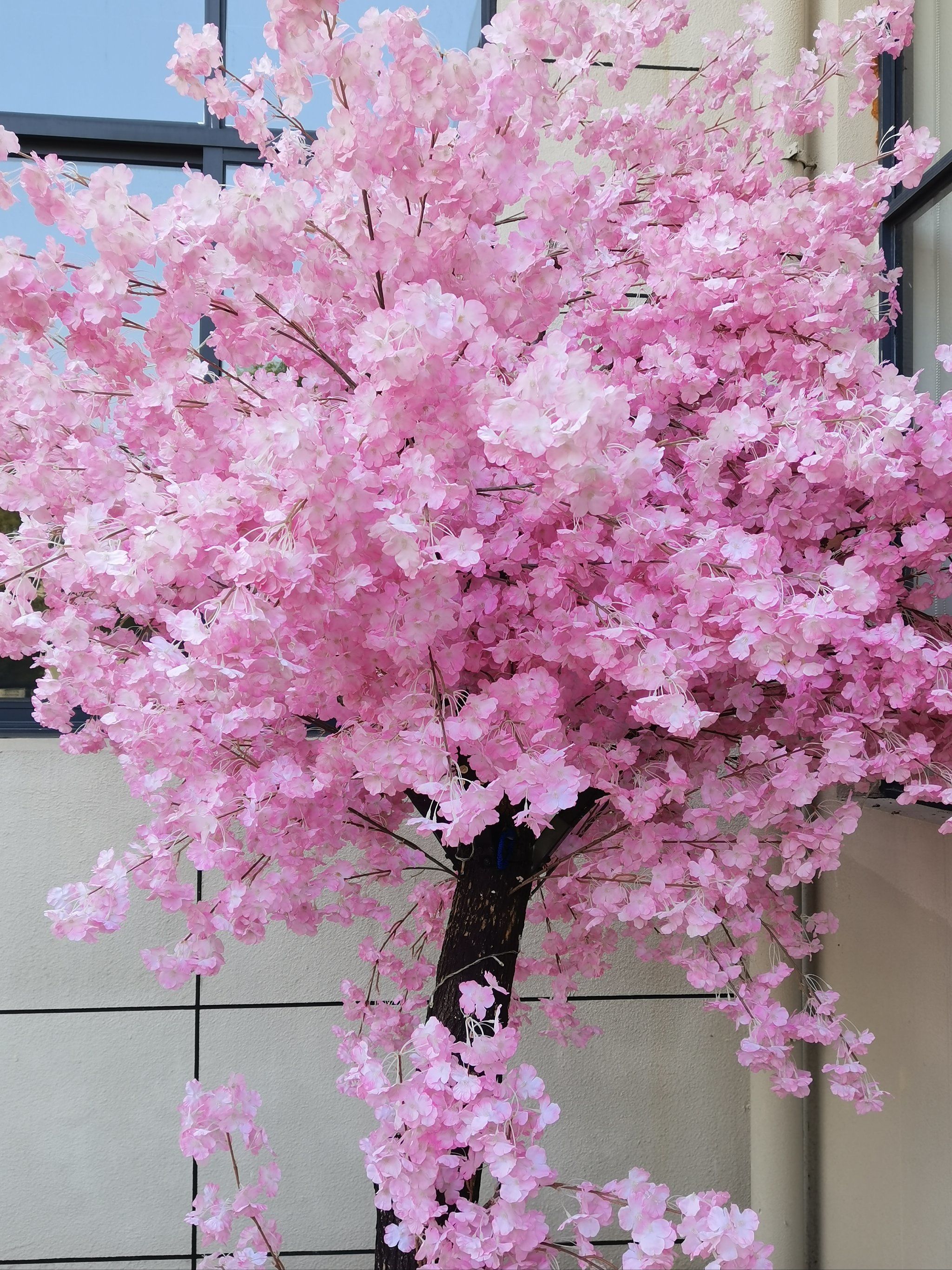 墙上樱花艺术时光
