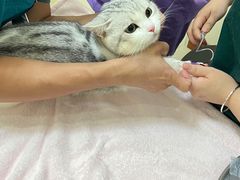 -瑞派康怡24h宠物医院·犬猫医疗中心·微创绝育(瑞景分院)