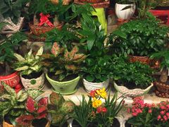 -大自然花鸟鱼虫市场
