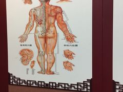 店内经络图-妙手堂正骨推拿