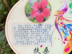 -西双版纳原始森林公园