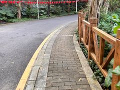 -银湖山郊野公园-相思林