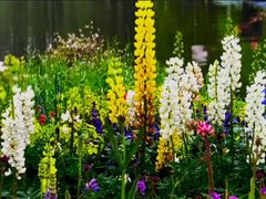 -上海共青森林公园