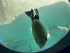 -大阪海游馆