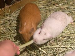 -藦茜花园宠物主题亲子互动体验馆(国顺东路店)
