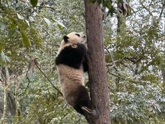 -中国大熊猫保护研究中心雅安碧峰峡基地