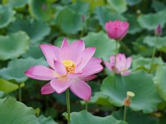 -莲花池公园